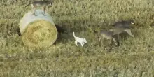 Il cucciolo di cane "adottato" da un branco di lupi: le immagini che sorprendono i ricercatori
