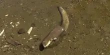 La siccit&agrave; prosciuga il Danubio, in Bulgaria emergono i resti di un mammut