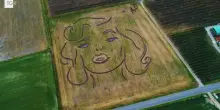 Il volto di Marilyn disegnato con aratro e trattore: l'omaggio del land artist Dario Gambarin