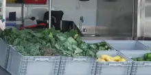 Focolaio di ciclospora in Michigan, i decessi per il parassita invisibile che attacca l'insalata