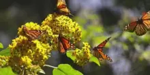 Farfalle in fuga dal clima, l'80% delle specie cerca nuovi habitat