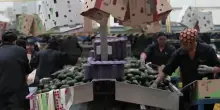 Allarme sicurezza sugli avocado, USA sospendono ispezioni per l'esportazione dal Messico