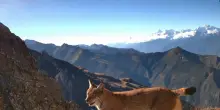 La lince si gode il panorama: il raro avvistamento in Cina