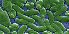 Batterio mangiacarne trovato nello stretto di Messina, scatta l'allerta per il Vibrio vulnificus