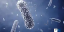 Batterio mangiacarne, una vecchia conoscenza: streptococco A cresce in Giappone