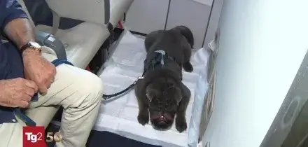 Geppino nella storia dei viaggi: a 13 anni &egrave; tra i primi cani di grossa taglia a volare in cabina