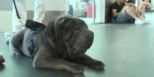 Geppino, 13 anni e 29 chili, &egrave; il primo cane di grossa taglia su un volo di linea in Italia