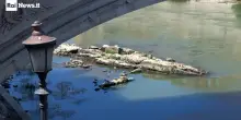 Siccit&agrave;, spuntano resti di un ponte della Roma imperiale: il livello del Tevere troppo basso