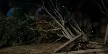 La pioggia dopo l'afa: a Roma alberi caduti tra Torpignattara e Alessandrino