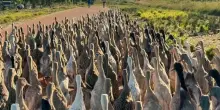 L'esercito delle 1200 anatre, lavorano in vigna e mangiano insetti in Sudafrica: il video