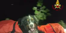 Troppo caldo, cane dei Vvf boccheggia: portato a spalla dai Vigili del fuoco in montagna