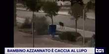 Bambino azzannato a Noicattaro: scatta la caccia al lupo nel Barese