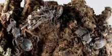 Scoperti in Messico funghi zombie: infettano formiche e ragni, cosa sono gli Ophiocordyceps deltoroi
