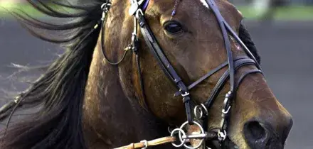 Morto il purosangue Varenne, aveva 31 anni. &Egrave; stato il pi&ugrave; grande trottatore di tutti i tempi