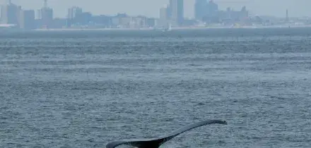 Le balene nuotano nella baia di New York, ma minacciate da navi