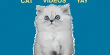 "Cat Video Fest": la compilation dei video di gatti esce nelle sale