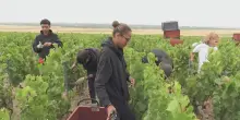 Nella regione francese della Champagne &egrave; gi&agrave; tempo di vendemmia