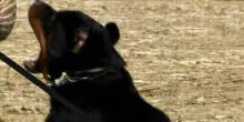 Sbranato da due rottweiler, muore 72enne nelle campagne del Salento