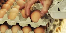 Uova ritirate dal commercio, tracce di salmonella sul guscio