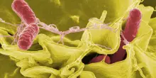 Epidemia di salmonella nel Regno Unito, 1 morto e oltre 200 casi: "Colpa delle uova importate"