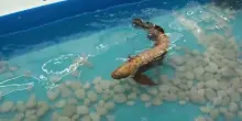 Pesce bionico per ispezioni subacquee: &egrave; un robot di due chili ed in bocca ha gli infrarossi