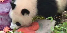 L'originale "torta" di compleanno per le gemelle panda dello zoo di Berlino