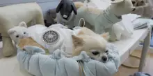 Caldo e animali da compagnia: in Giappone arrivano le tute refrigeranti per cani
