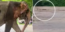 India, elefantessa trascinata per 55 km dalla piena: la storia di Joymoti, salvata dall&rsquo;alluvione