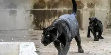 Zoo di Napoli, ecco Parthenope cucciola di giaguaro nero. "Record di nascite per colpa del caldo"