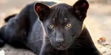 Allo Zoo di Napoli &egrave; nata Parthenope, cucciola di giaguaro nero
