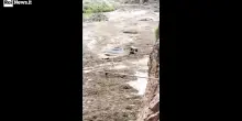 Alluvione nel Grand Canyon, 20 dispersi. Escursionisti soccorsi in elicottero