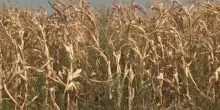Caldo estremo e siccit&agrave;: bruciate le coltivazioni di mais in Bosnia