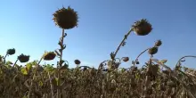 Giorgi: clima, "non siamo lontani dal punto di non ritorno"