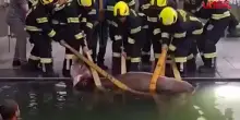 La mucca cade nella piscina del wellness hotel: salvata dai vigili del fuoco