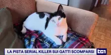 Zeus, Gin e Tigro, questi alcuni dei gatti che si cercano nel Bellunese dove scompaiono i felini