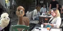 In Serbia un bar dove il caff&egrave; lo bevi con gli alpaca tra i tavoli