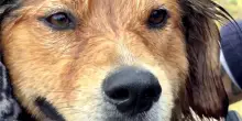 Scompare tra le acque, poi riemerge: il salvataggio di un cane in diretta tv