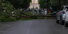 Albero si abbatte sulle automobili, forte temporale a Roma: i danni del maltempo