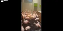 Uragano Isaias, i fenicotteri rosa di Panama City trovano riparo in una toilette