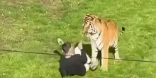 Gran Bretagna, scavalca il recinto e viene sbranato da una tigre in uno zoo nello Yorkshire
