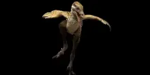 Trovato il fossile di un uccello del Giurassico: era simile a un dinosauro