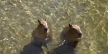 La tenerezza della coppia di cuccioli di capibara allo zoo di San Francisco