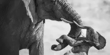 Un'elefantessa e il suo cucciolo morto: Federico Veronesi &egrave; Wildlife Photographer of the Year