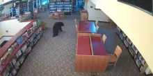 Tra i libri spunta un orso: incursione a sorpresa in biblioteca
