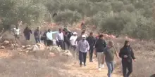Coloni israeliani attaccano i palestinesi durante la raccolta delle olive in Cisgiordania