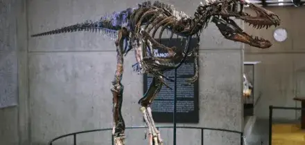 A New York asta record per "Jodi": 47 milioni di dollari per un raro Nanotyrannus