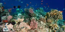 Il WWF Italia, 60 anni a difesa dell'ambiente e della fauna