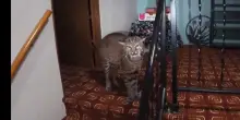Chiama la polizia per i ladri in casa, gli agenti trovano una lince