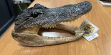 Da Miami a Torino con una testa di coccodrillo in valigia, denunciato un passeggero