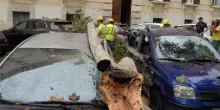 Maltempo a Roma, albero cade in piazza Dante e travolge quattro auto